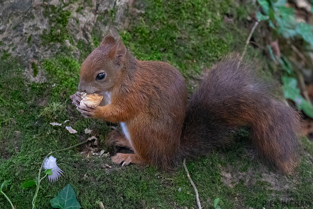Red Squirrel