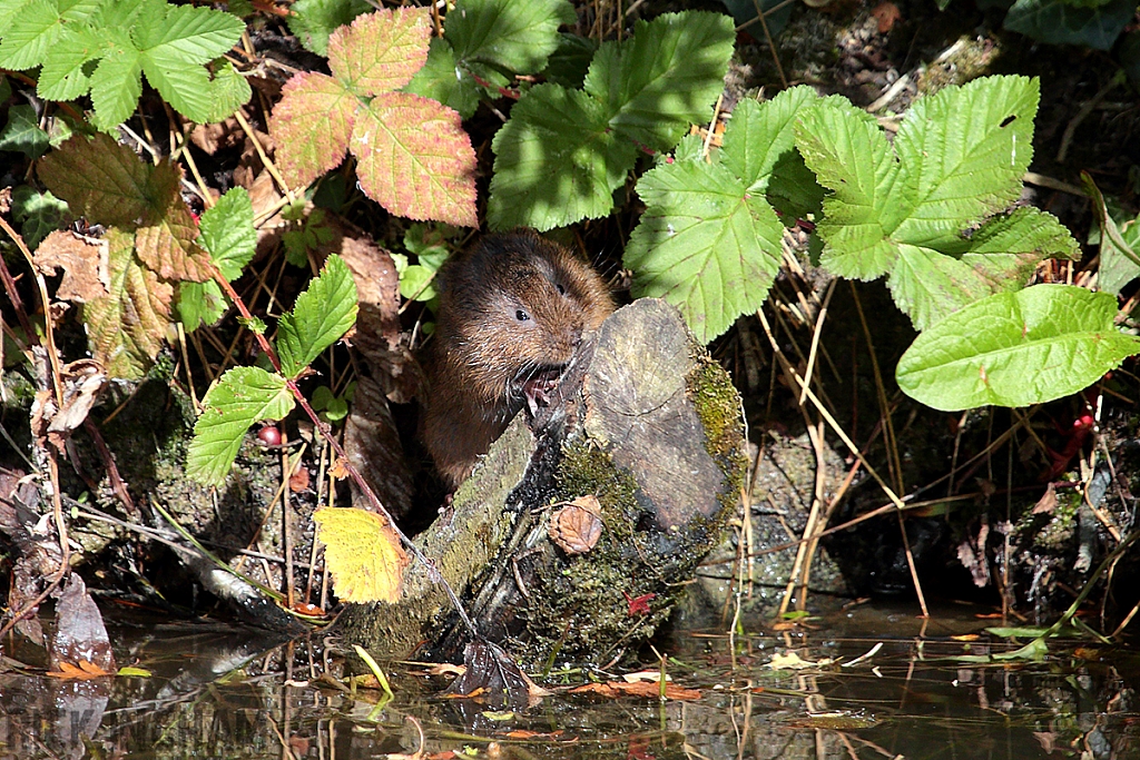 Water Vole