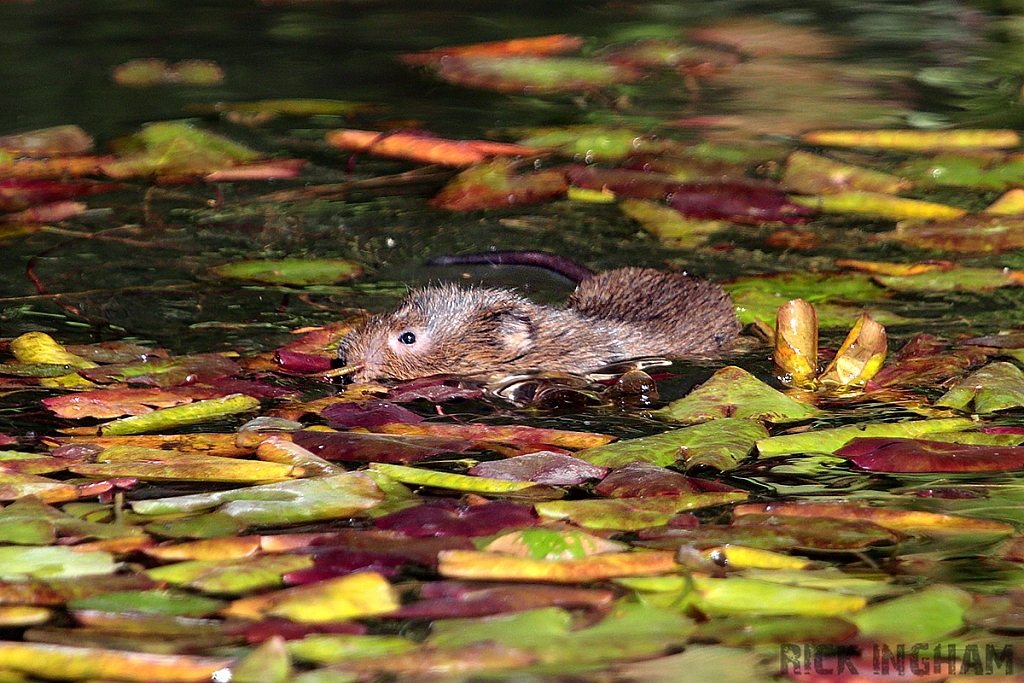 Water Vole