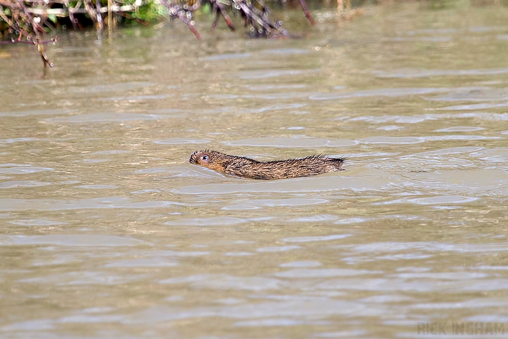 Water Vole