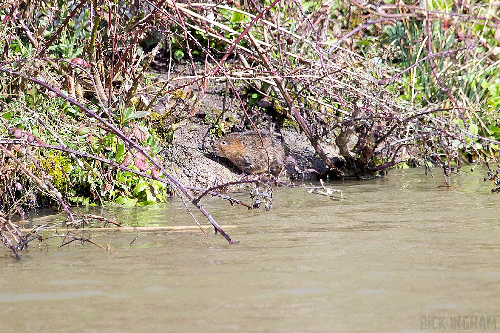 Water Vole