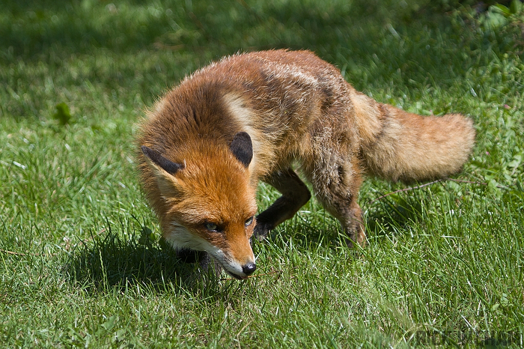 Red Fox