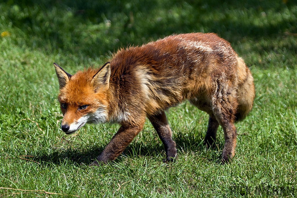 Red Fox