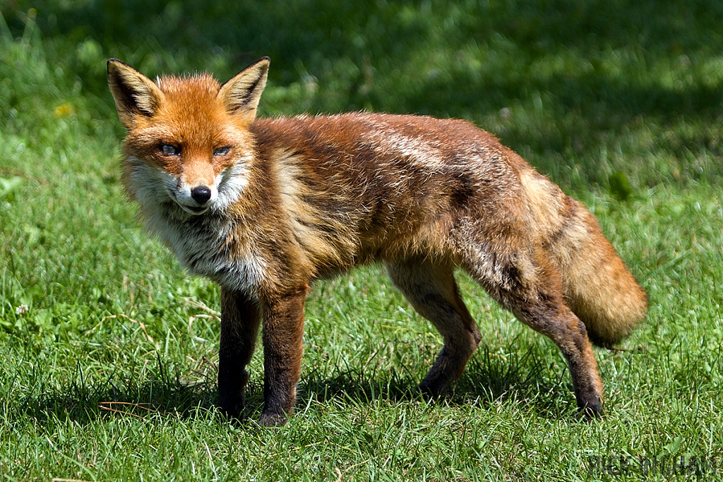 Red Fox