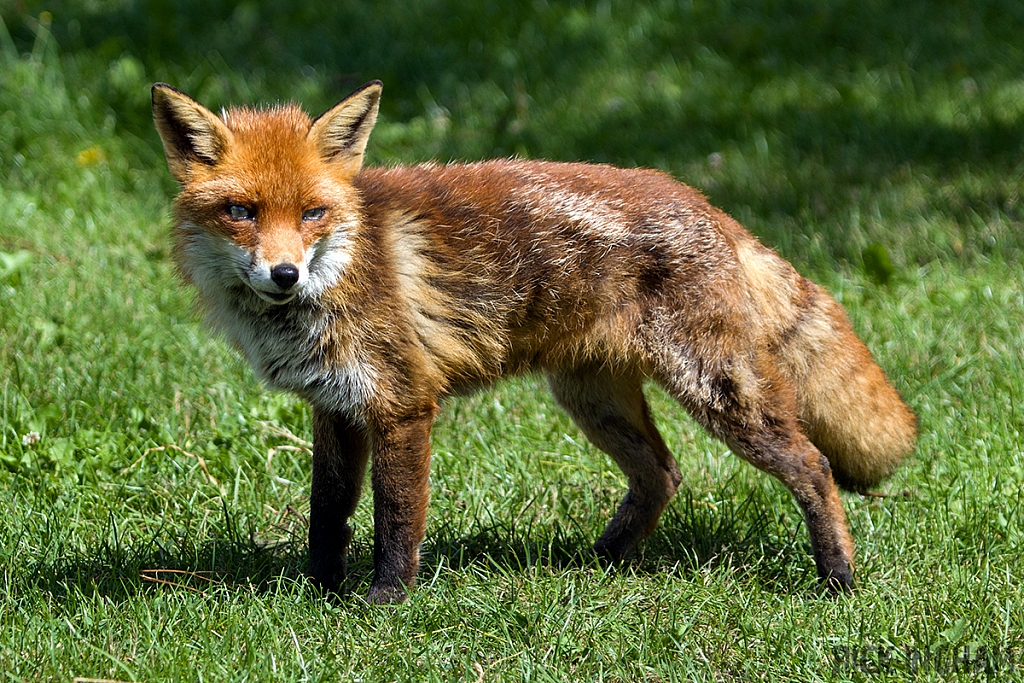 Red Fox