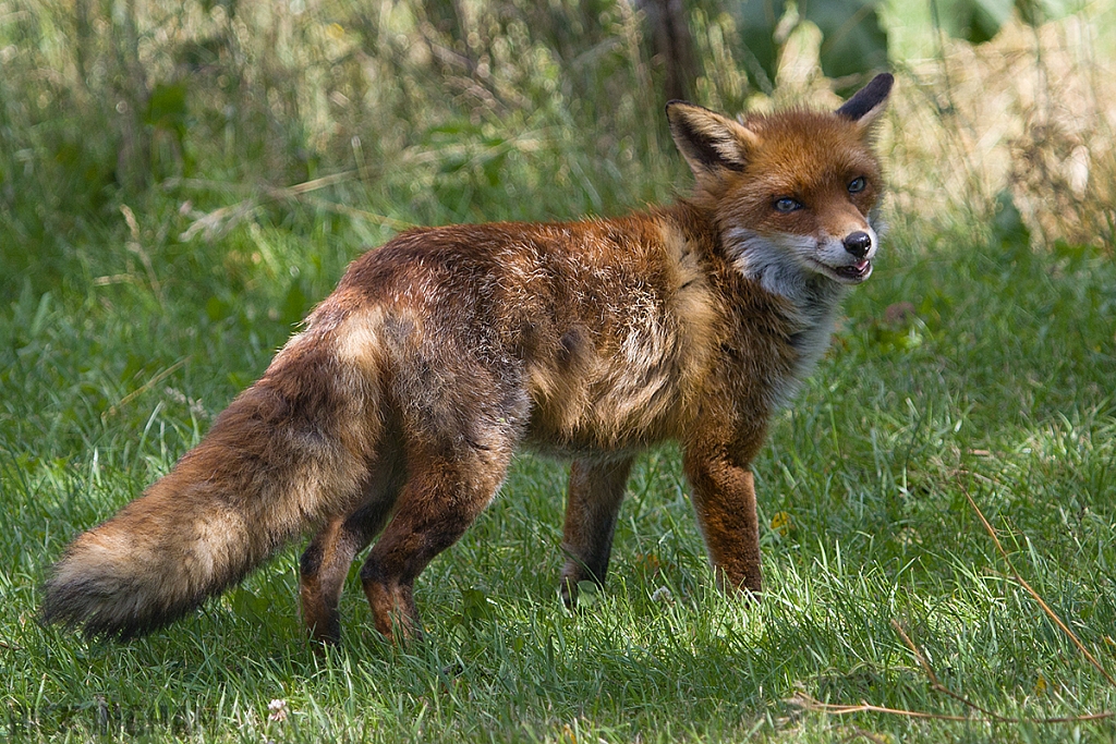 Red Fox