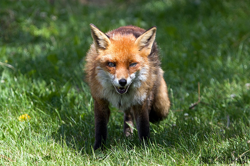 Red Fox