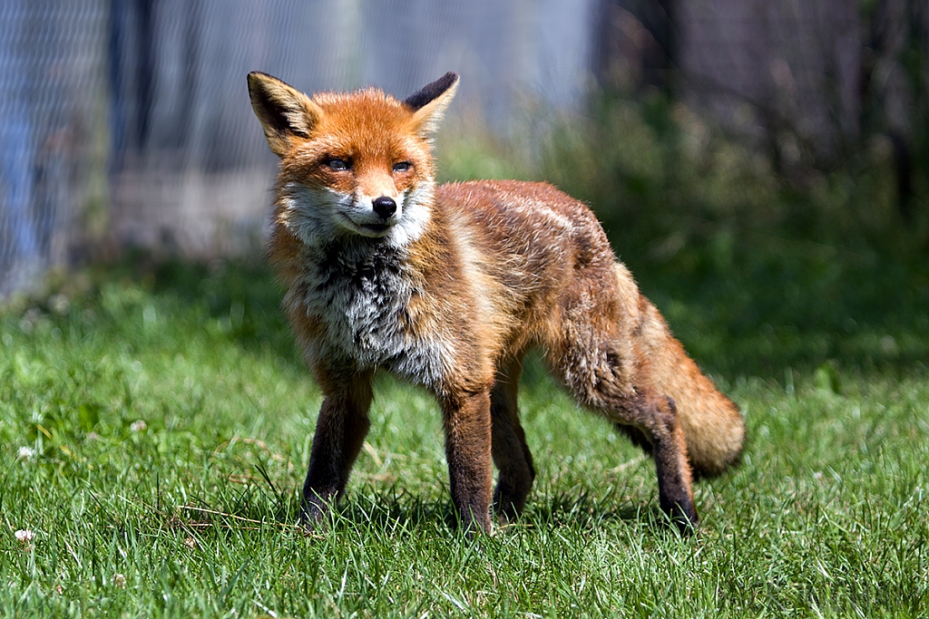 Red Fox