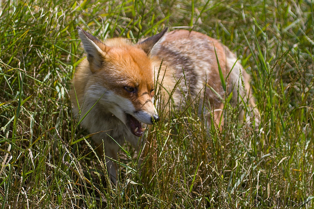 Red Fox