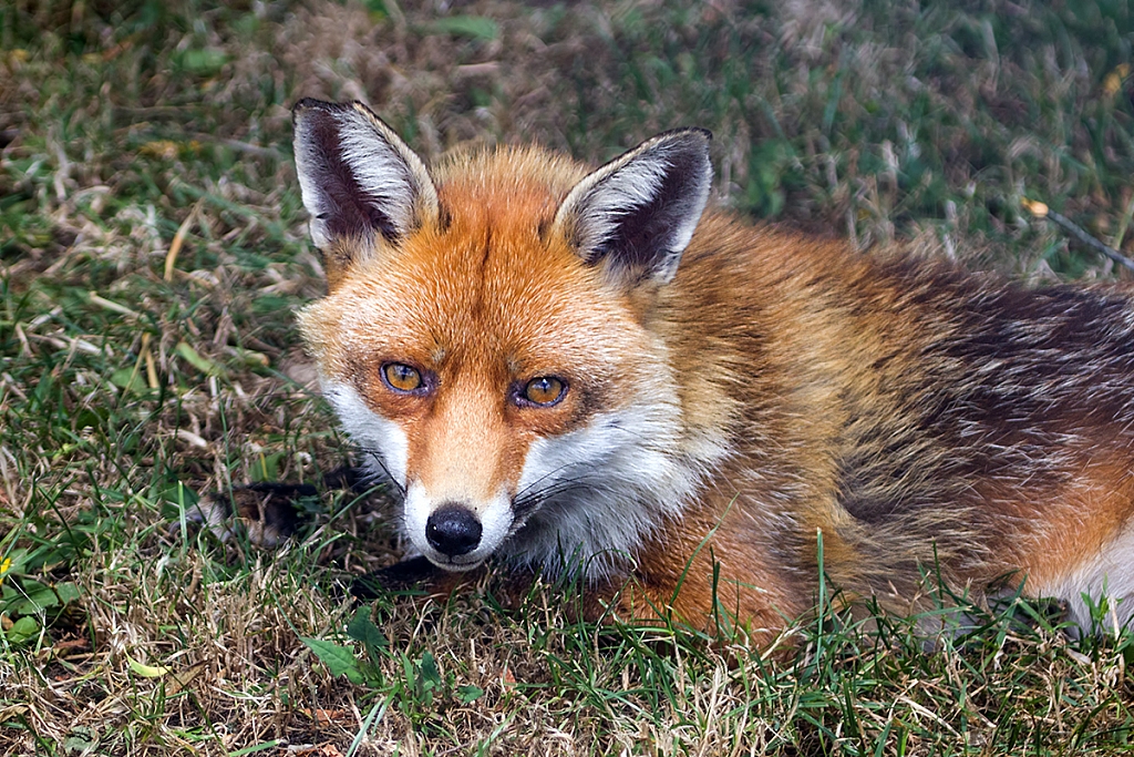 Red Fox