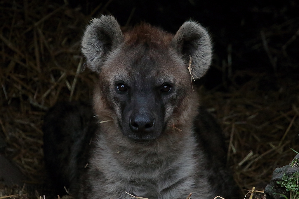 Spotted Hyena