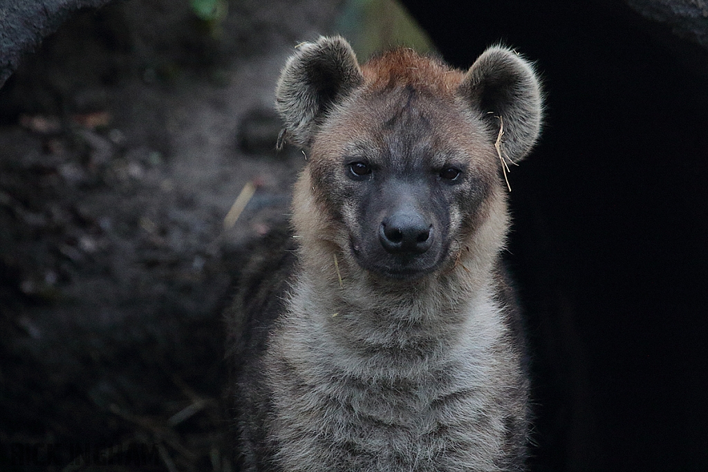 Spotted Hyena