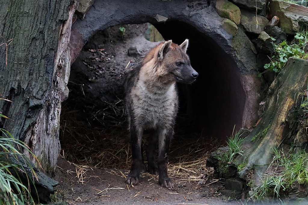 Spotted Hyena