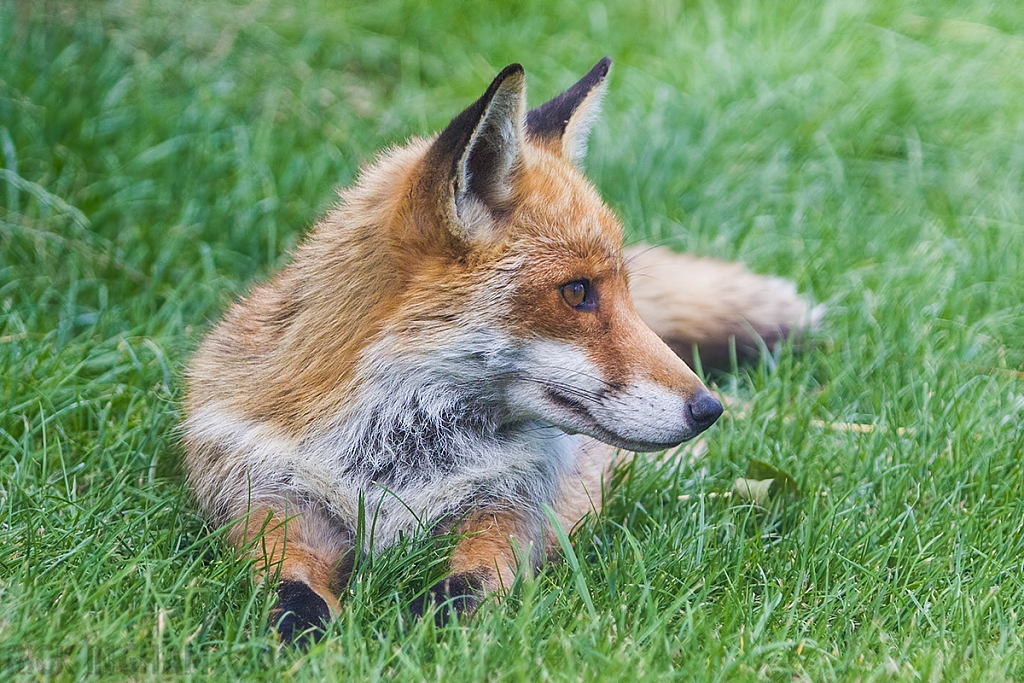 Red Fox