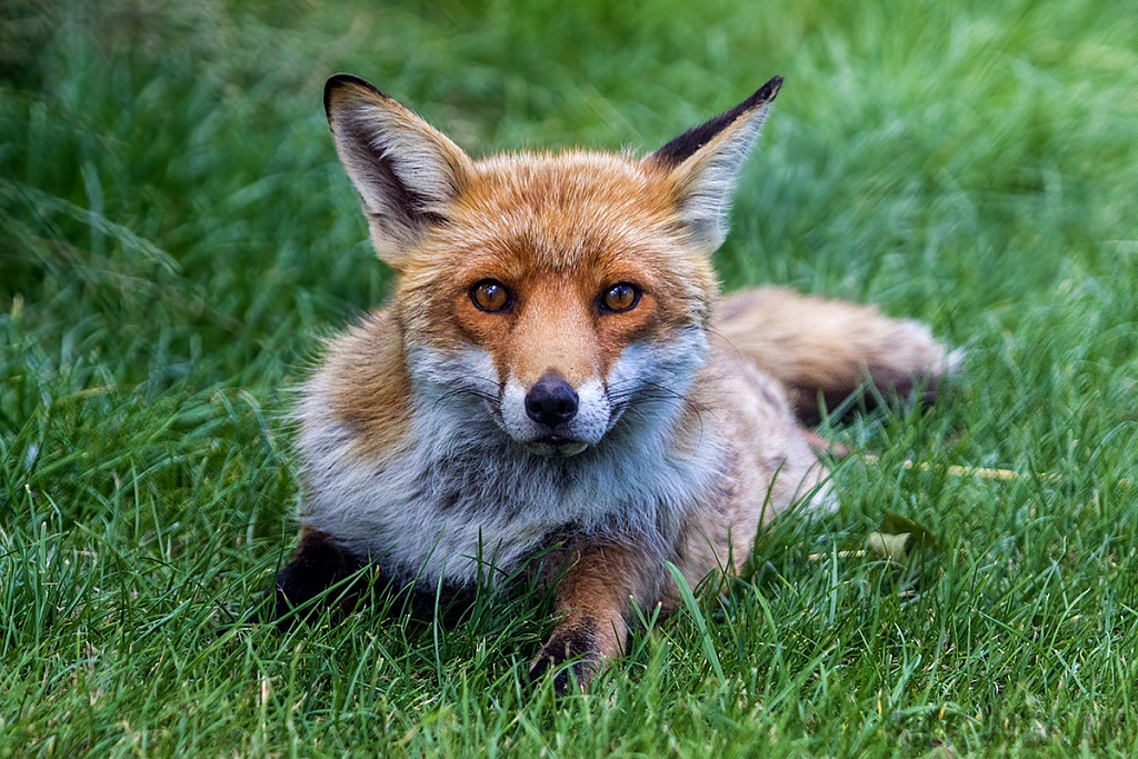 Red Fox