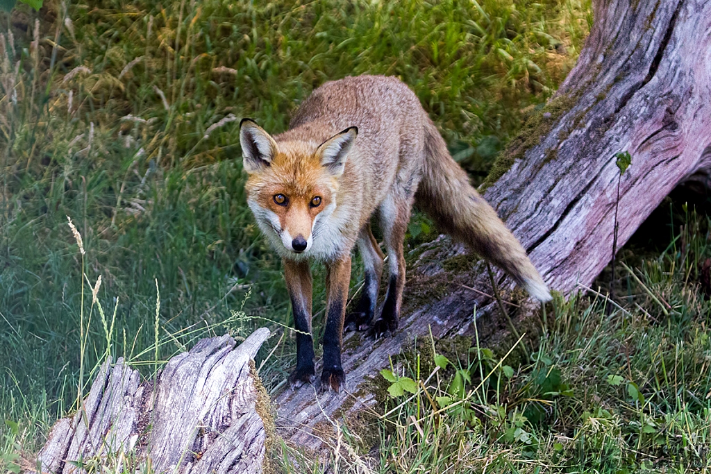 Red Fox