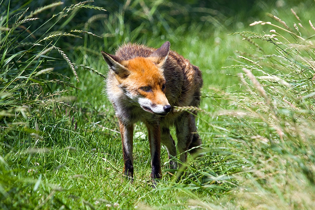 Red Fox
