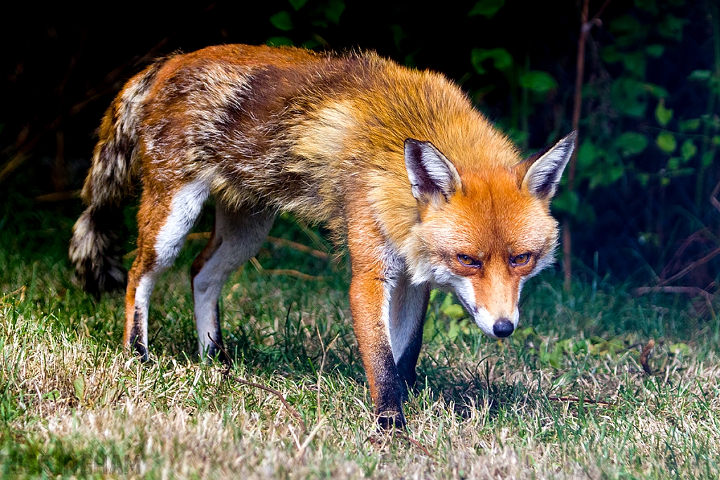 Red Fox