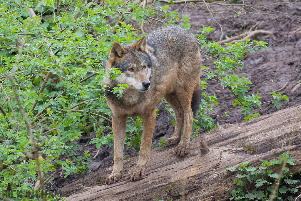 European Grey Wolf