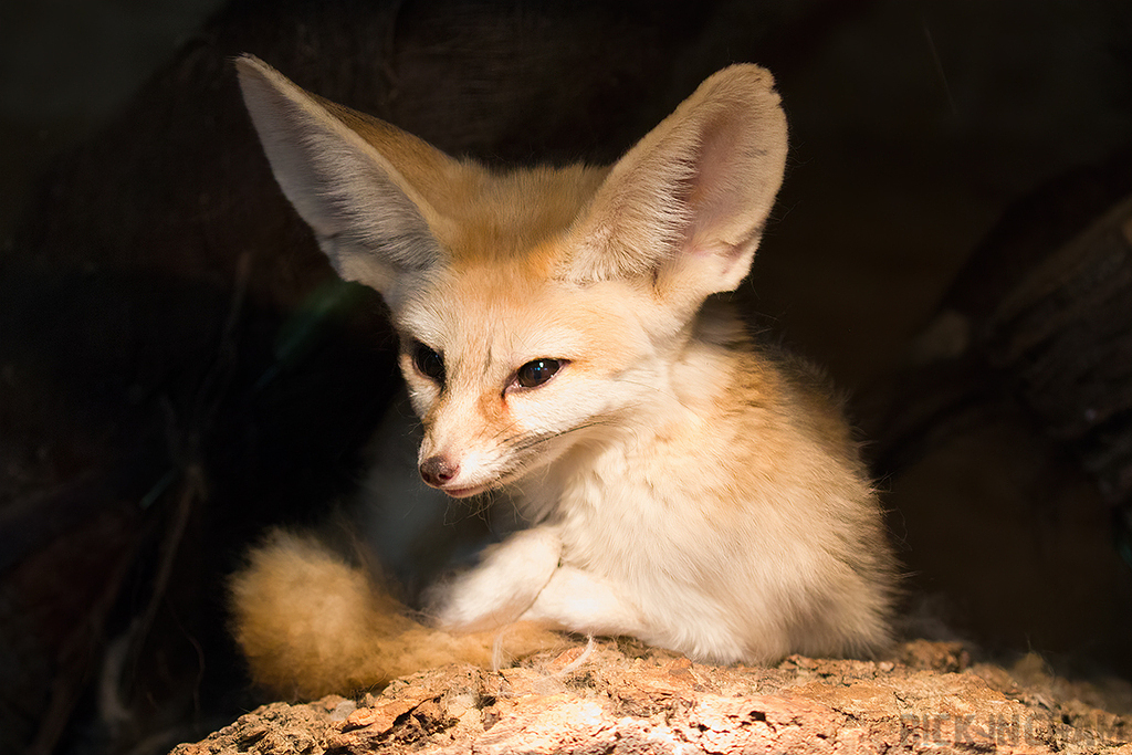 Fennec Fox