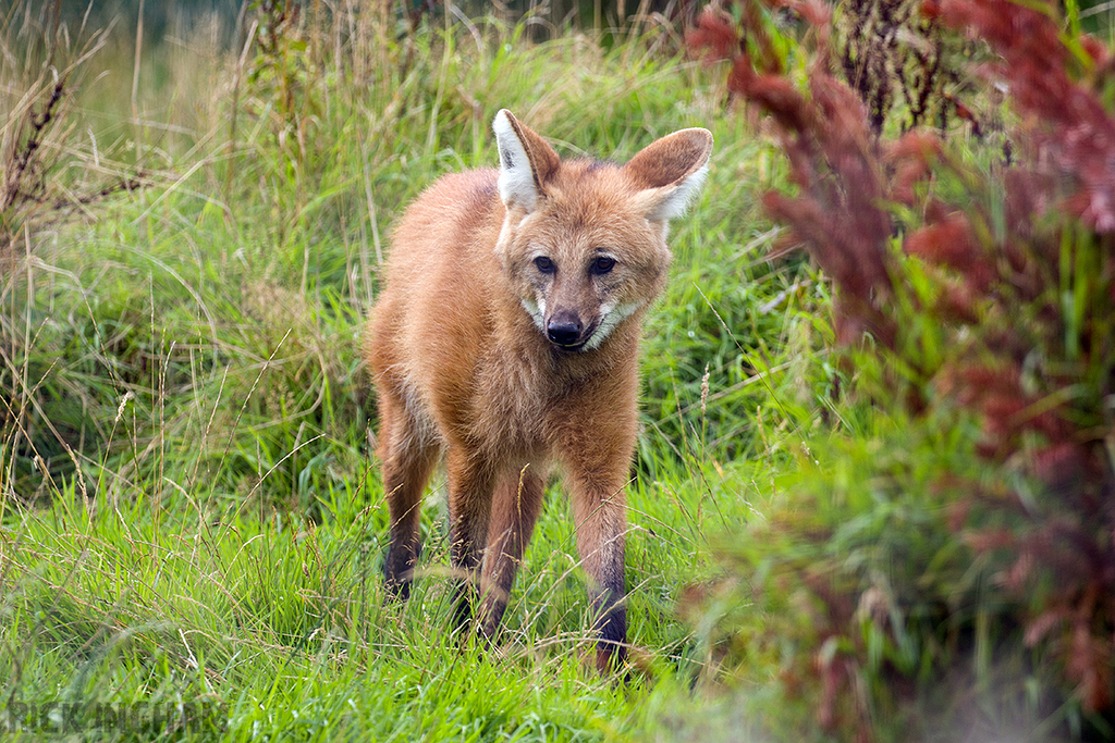 Maned Wolf