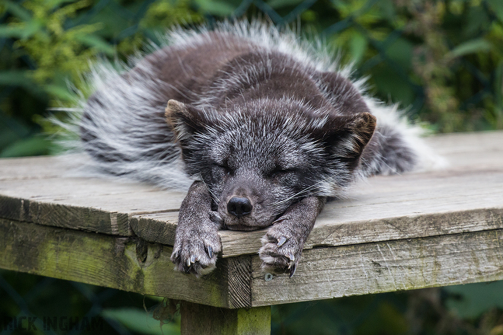 Arctic Fox