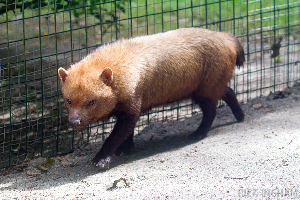 Bush Dog