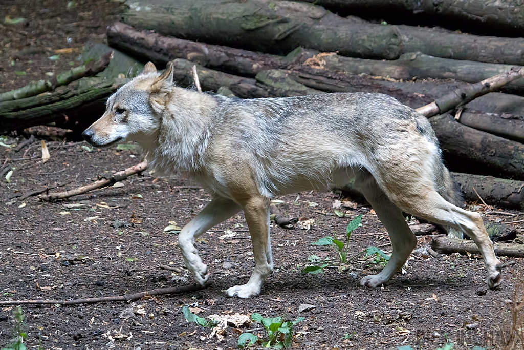 Eurasian Wolf