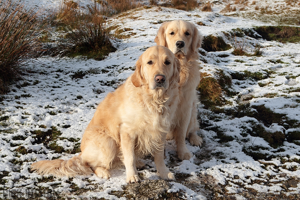 Golden Retriever