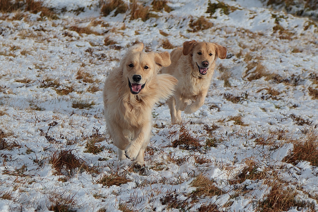 Golden Retriever