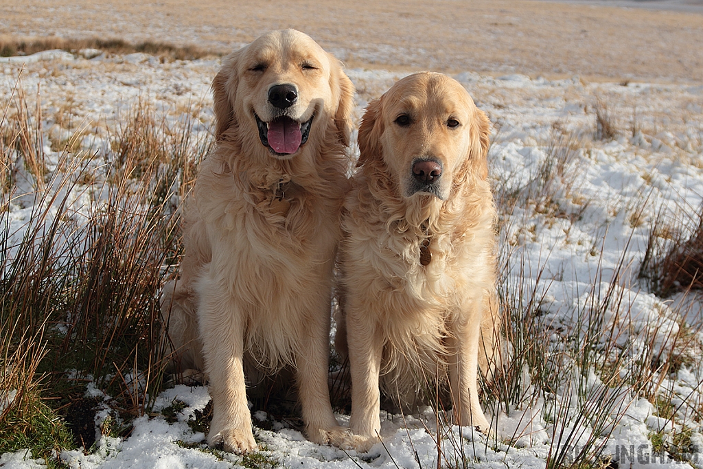 Golden Retriever