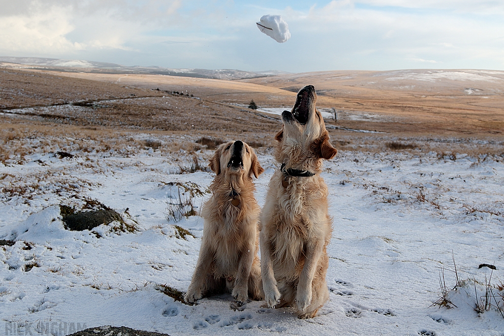 Golden Retriever