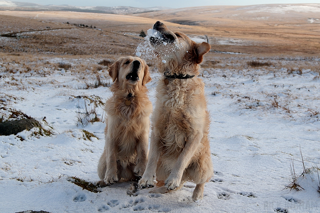 Golden Retriever