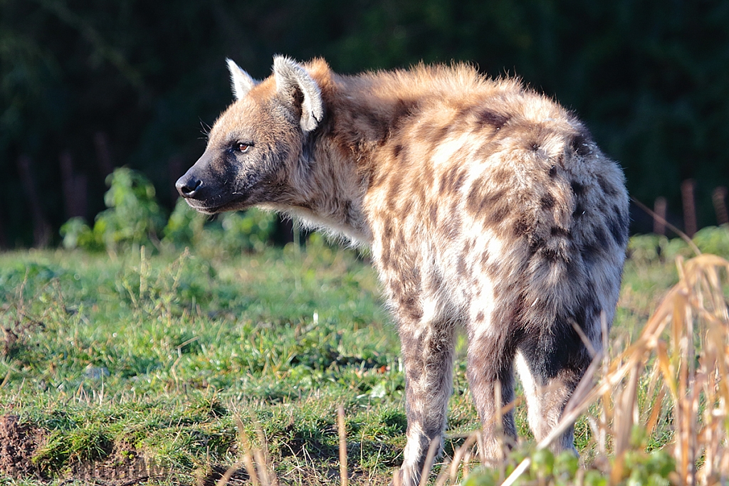 Spotted Hyena