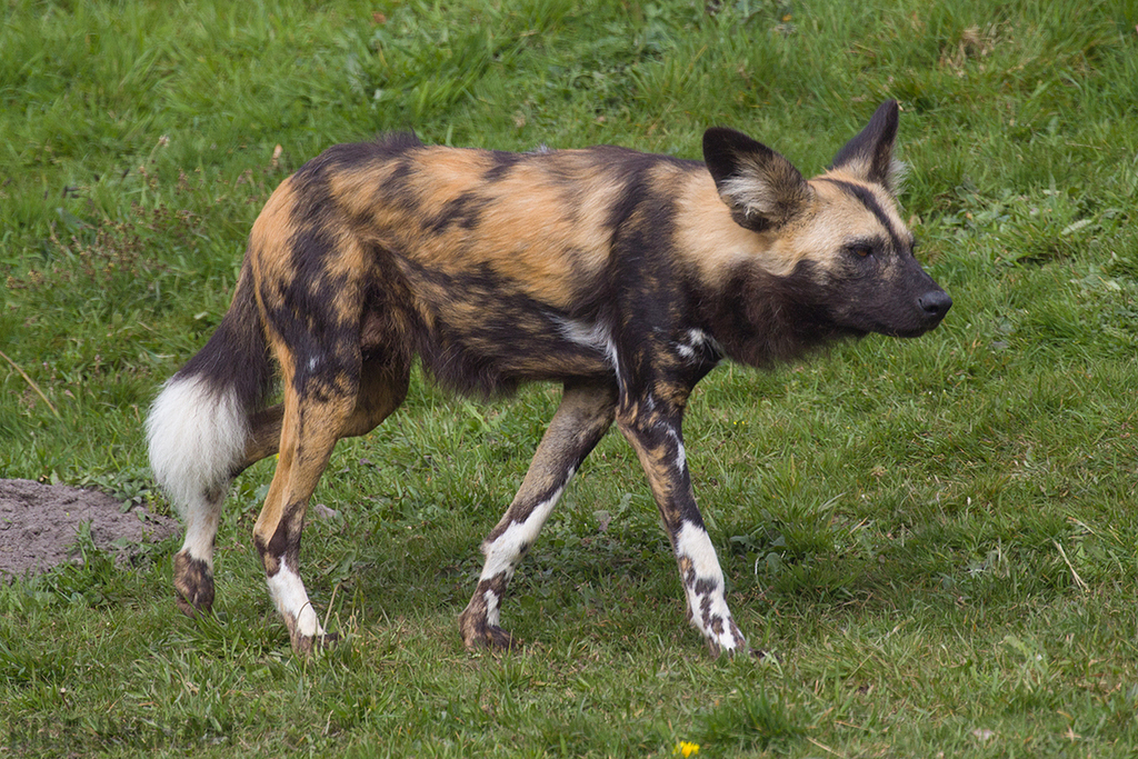 African Painted Dog