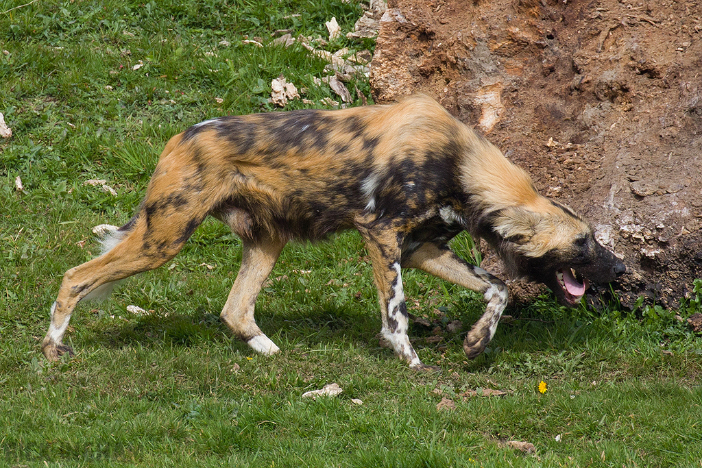 African Painted Dog