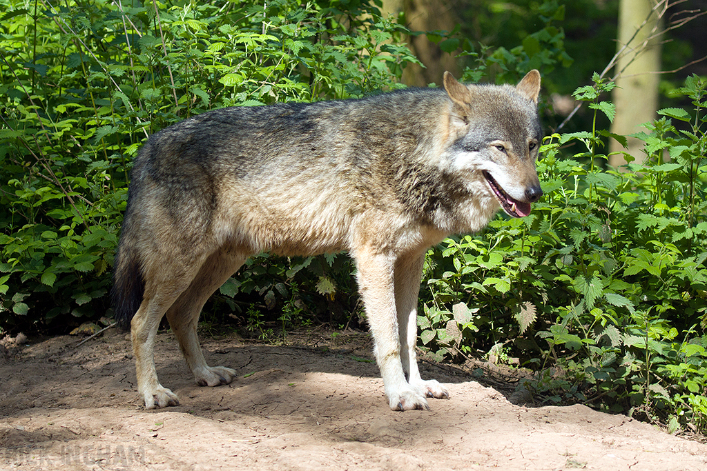 European Grey Wolf