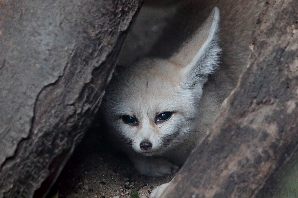 Fennec Fox