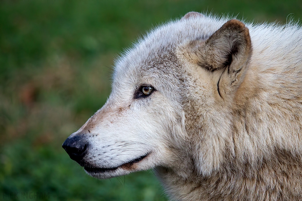 Grey Wolf