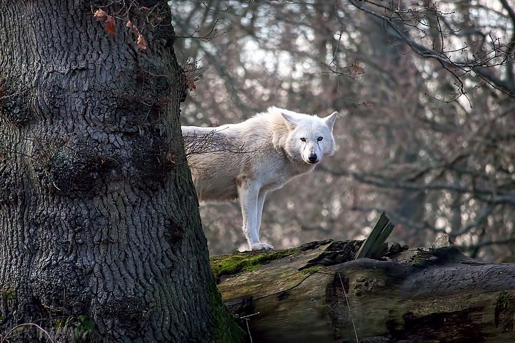 Grey Wolf