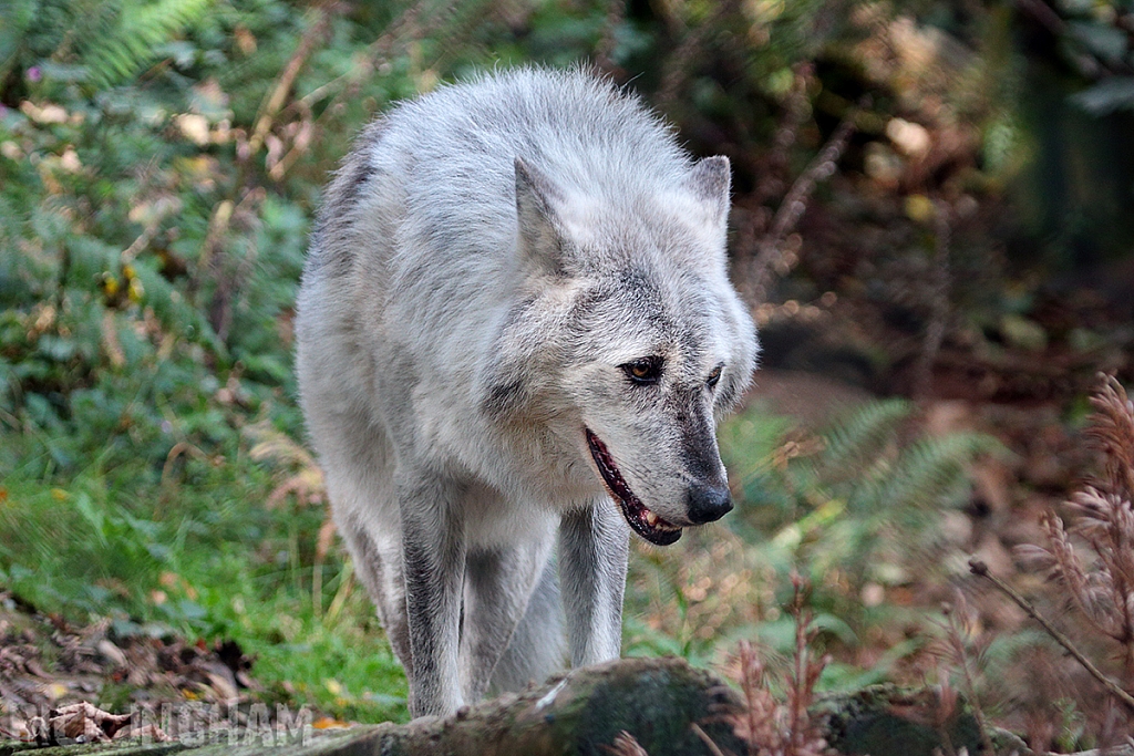 Grey Wolf