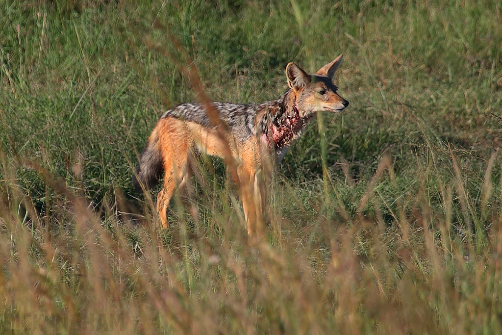 Black Backed Jackal