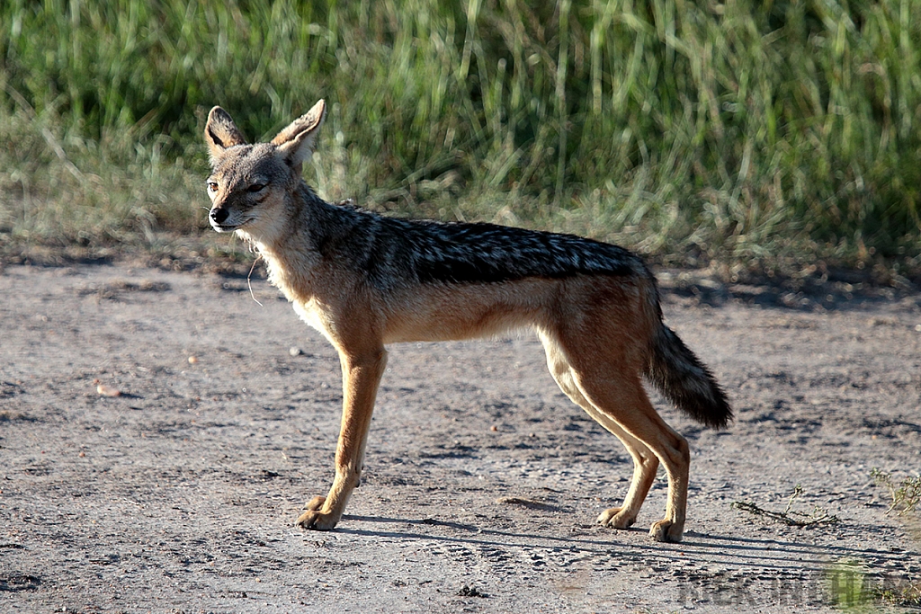 Black Backed Jackal
