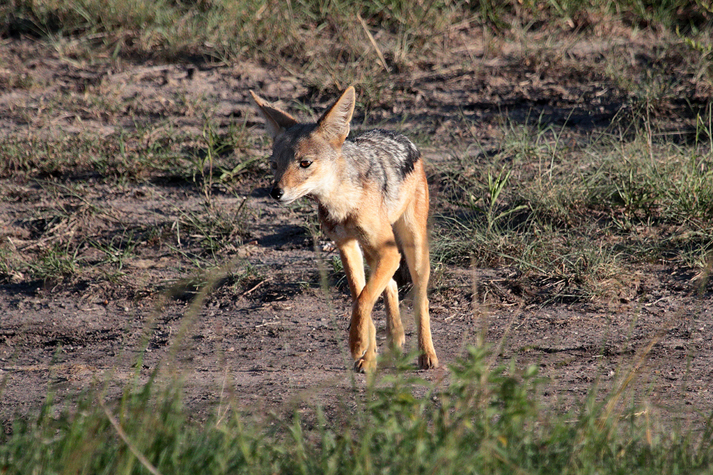 Black Backed Jackal