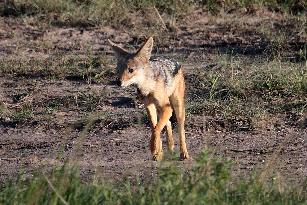 Black Backed Jackal