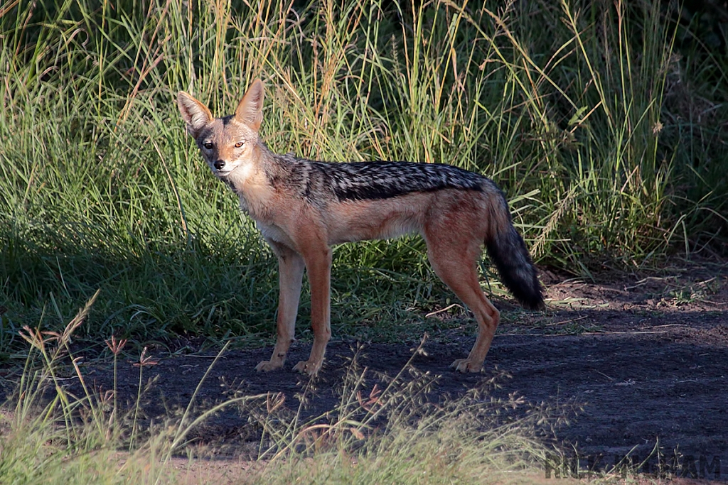 Black Backed Jackal