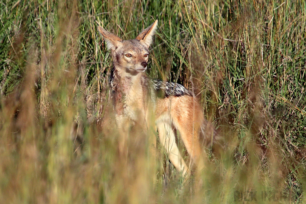 Black Backed Jackal