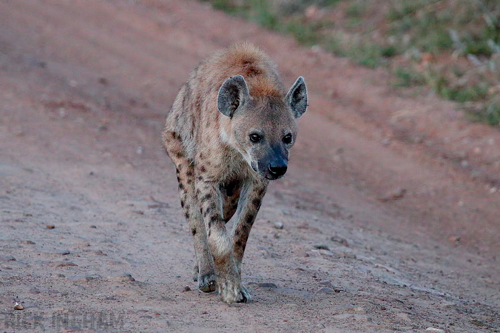 Spotted Hyena