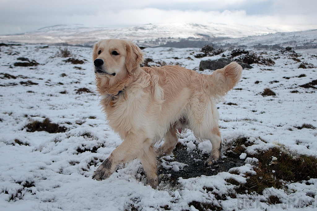 Golden Retriever