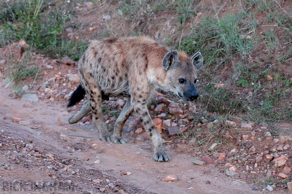 Spotted Hyena